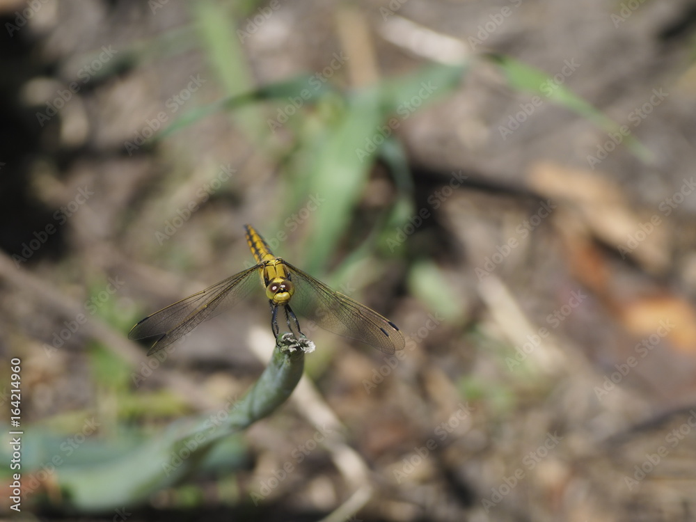 Dragonfly (might be Dragonfly (might be