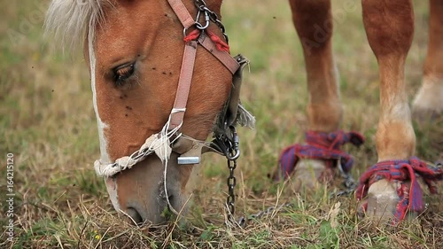 Horse in the field photo