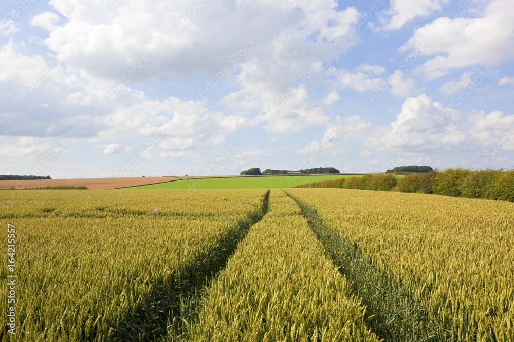 tyre tracks and wheat