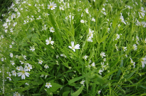 Kleine weiße Feldblumen auf der grünen Wiese