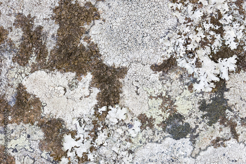 Close-up of different kinds of lichens on a rock. © tuomaslehtinen
