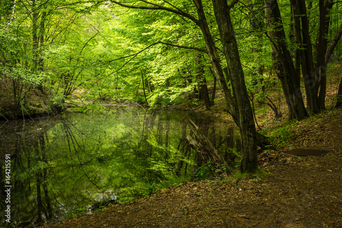 Pond in Parkowe nature reserve in Zloty Potok, Silesia, Poland