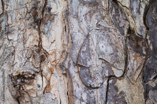 Old oak tree bark closeup texture photo. Rustic tree trunk closeup.