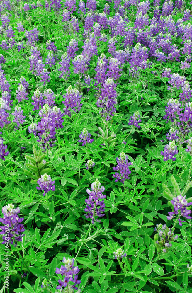 Obraz premium Blue Bonnet Bunch