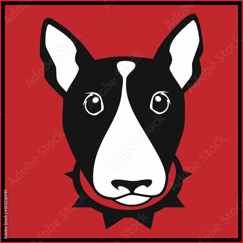 Cute bull terrier with dog collar