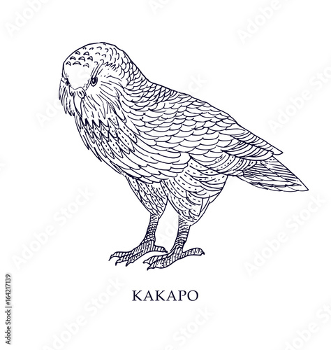 Strigops habroptila - Kakapo, owl parrot. Vector illustration, bird with conservation status. photo