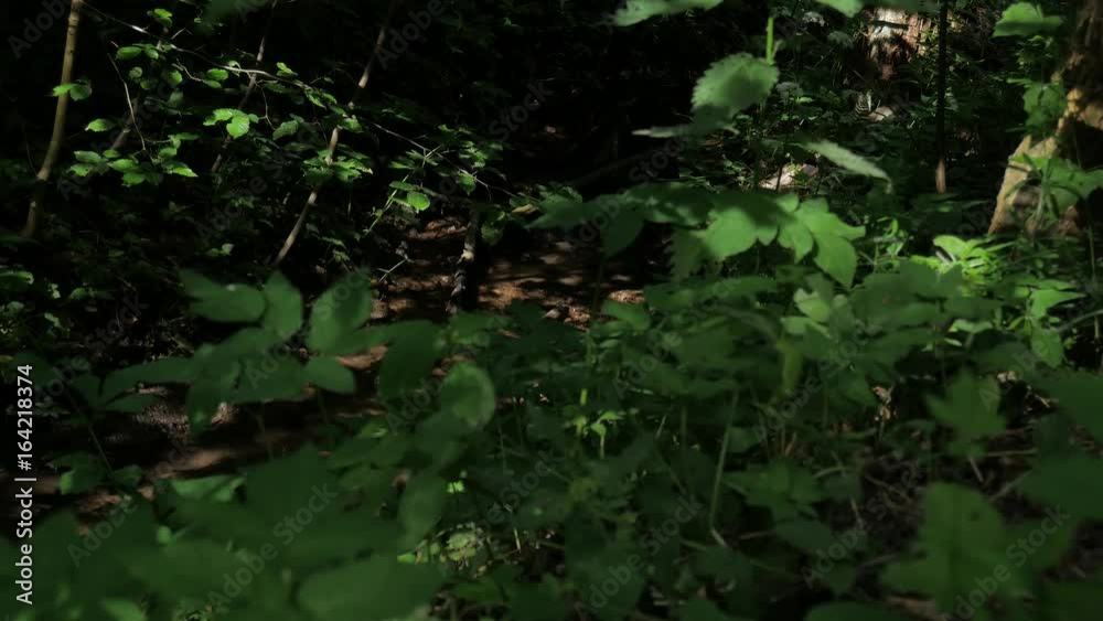 A small stream in the woods