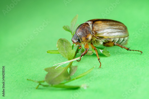 Common cockchafer from side view on green background with leaves