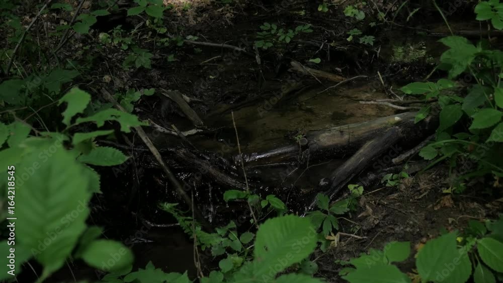 Stream in nature Stream in nature