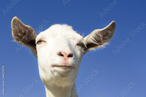 Portrait of a funny goat looking to a camera over blue sky background.