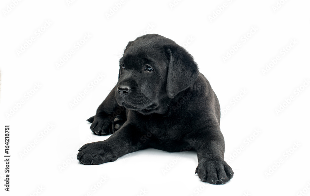 Fototapeta premium Black labrador isolated