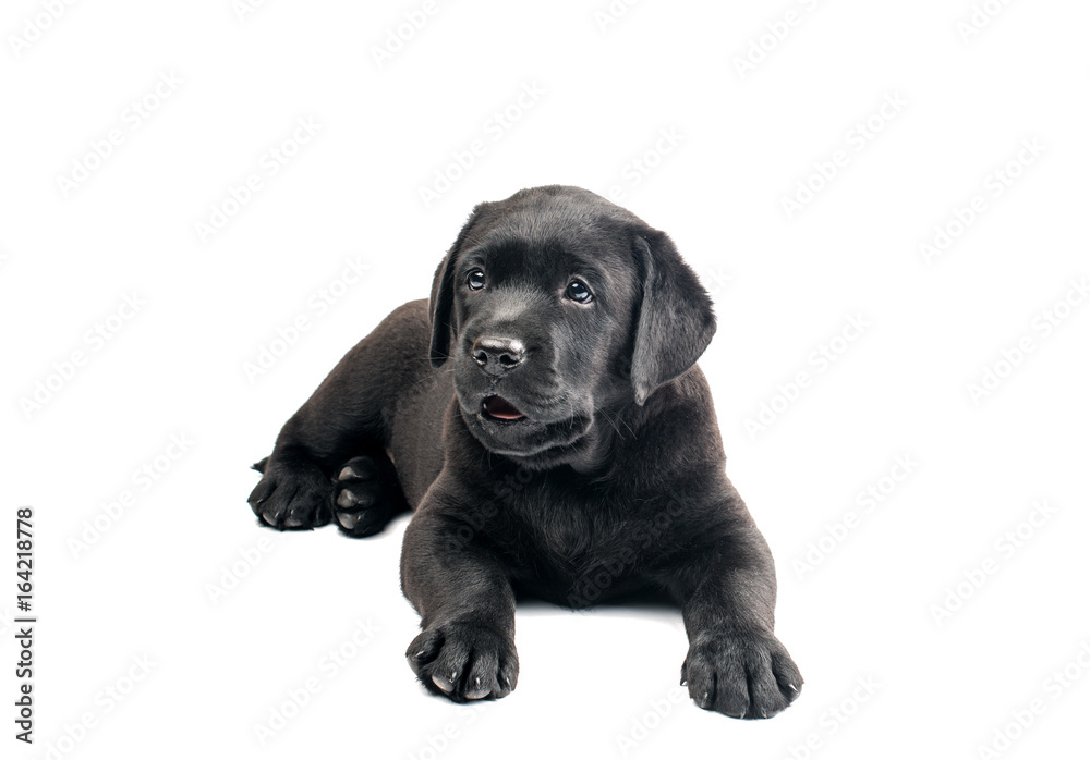 Black labrador isolated