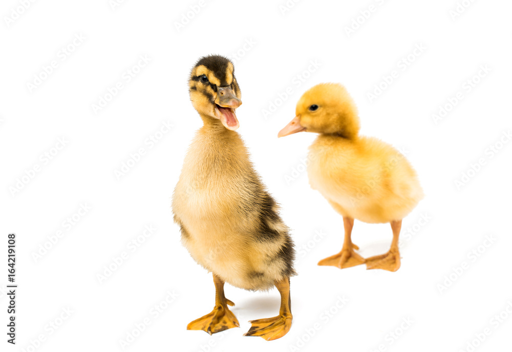 Small geese isolated