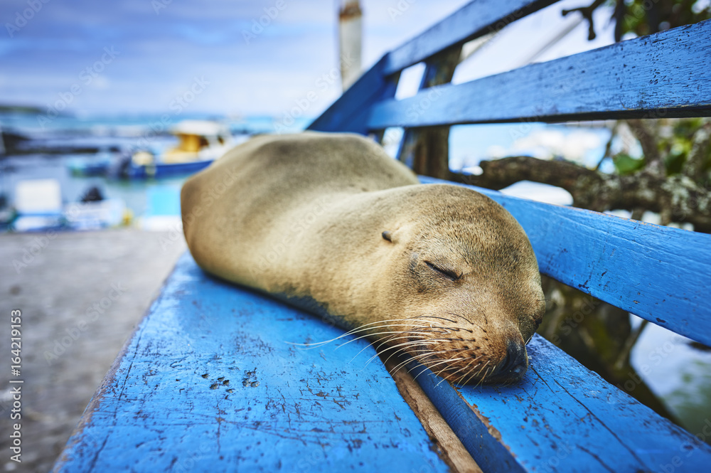 Fototapeta premium a sleeping sea lion on a blue bench