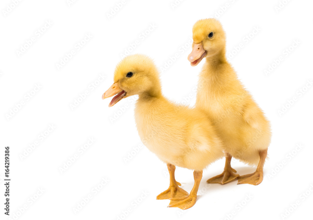 Small geese isolated Small geese isolated