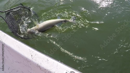 Fisherman is reeling the fish up to the boat and  taking it out of the water with a net.