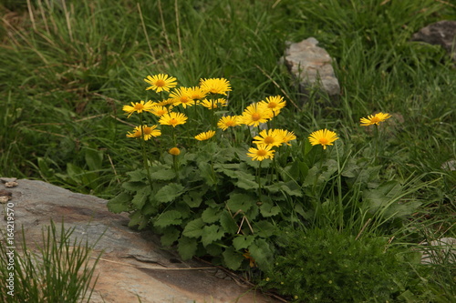 Beautiful yellow flowers from Carpathian Mountains.