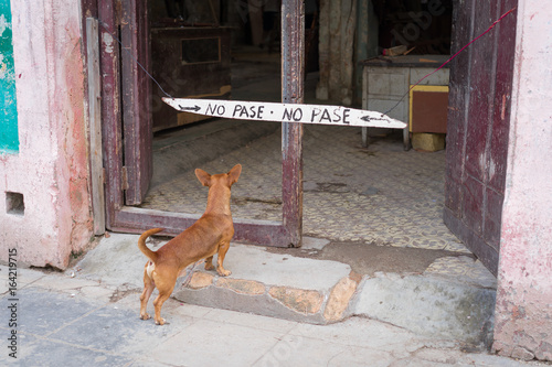 Dog in Havana, Cuba © David