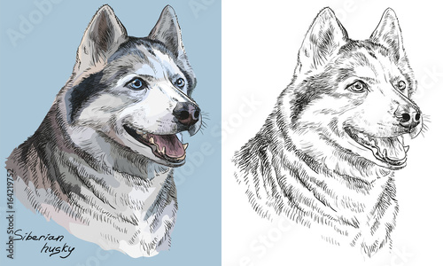 Colorful and monochrome hand drawing vector portrait of siberian husky