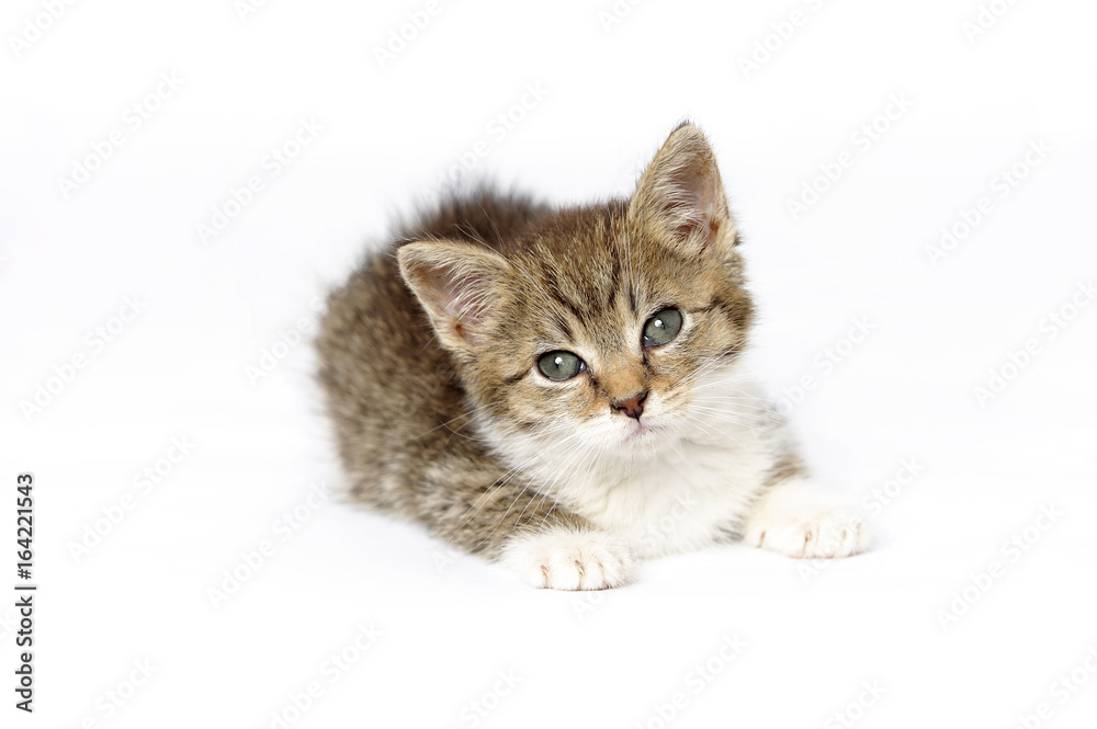 beauty, cat, animal, domestic, pet, mixed breed, young, wild, natur, natural, young, pets, pet, portrait, home, looking, beauty, cat, animal, domestic, pet, mixed breed, young, wild, natur, natural, young, pets, pet, portrait, home, looking,