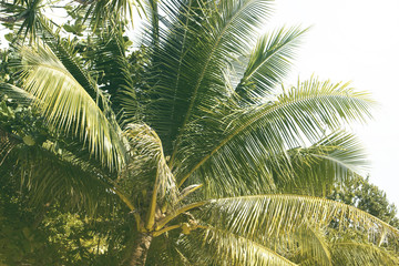 Wandcirkels Palmboom Groen palmblad met kokosnoot zomer  © Elya.Q