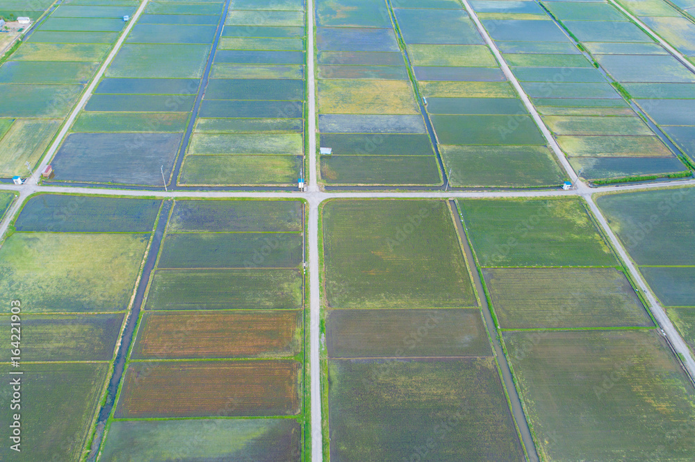 Rice field seen from the sky
