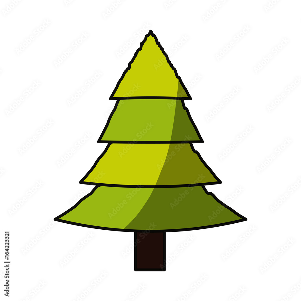 Tree pine isolated Tree pine isolated