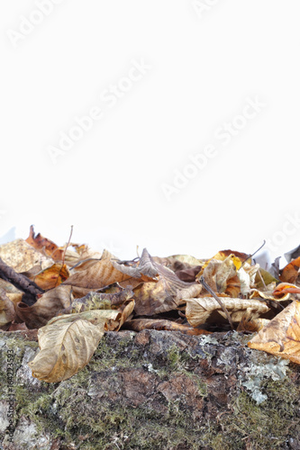 Leaves and Wood