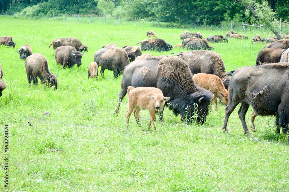 Wild bison grazing the a field Wild bison grazing the a field