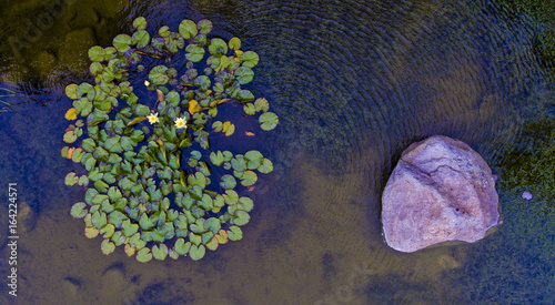 pond,water,rocks,lilly pads,stones,green,lush,aerial photo