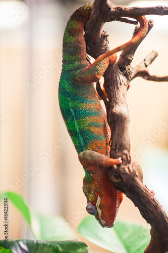 A Panther Chameleon sits on a branch. Zoo Of Saint-Petersburg, Russia