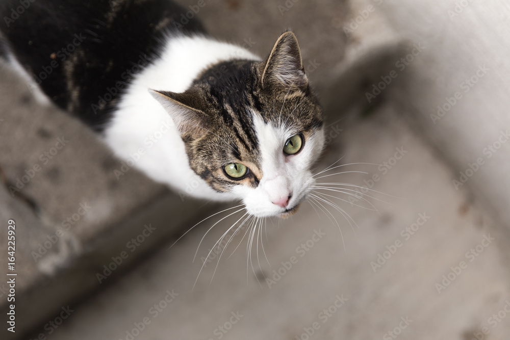 Green-Eyed Cat Outside Green-Eyed Cat Outside