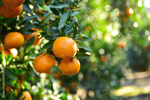 Mandarins pickup in the orchard