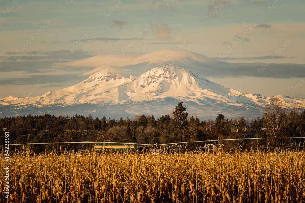 Obraz premium Majestic Mountains Behind Corn Field