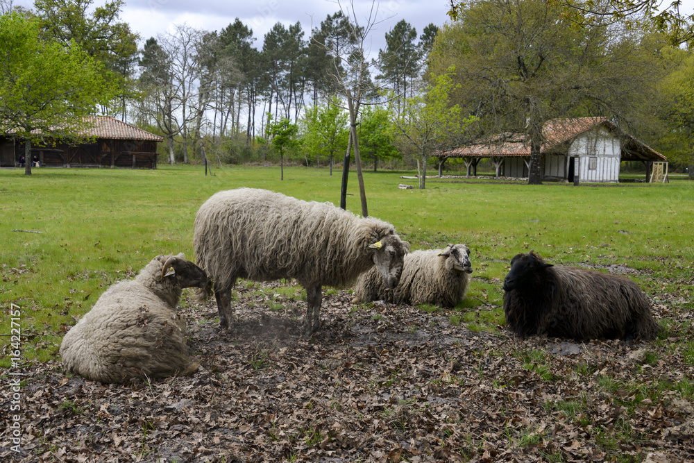Fototapeta premium Maison Landaise, Ecomusée de Marquèze, Parc naturel régional des Landes de Gascogne, Sabres, Gironde, 33