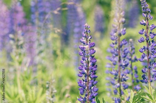 Lupine plants on a plant background