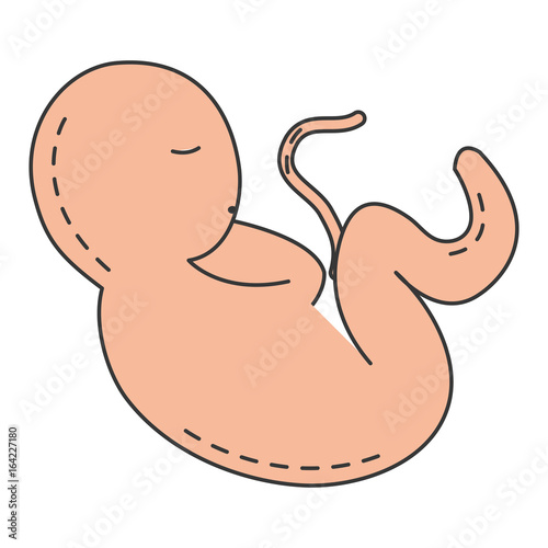 human fetus isolated icon vector illustration design