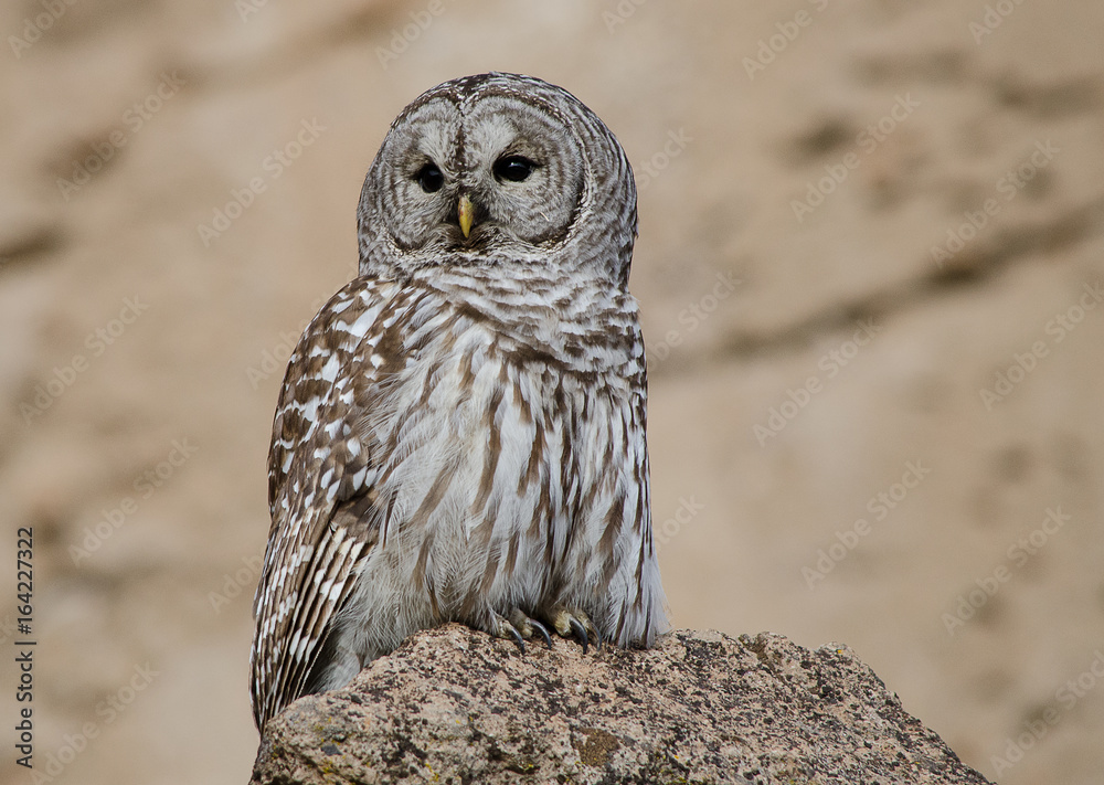 Fototapeta premium Barred Owl