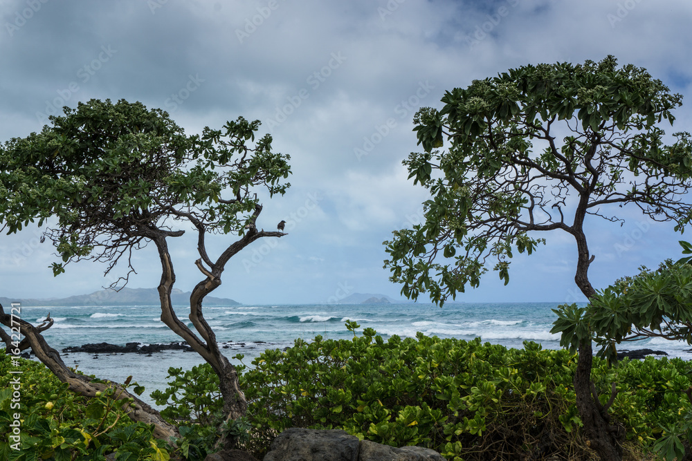 Ocean Trees