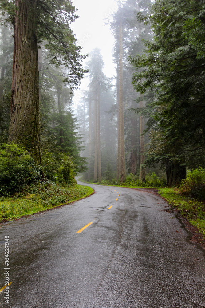 Obraz premium Forest Road