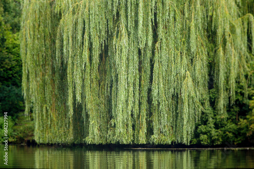 weeping willow photo
