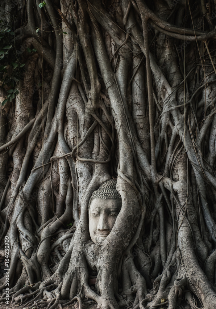 A head of Buddha image was embedded by the roots of Bodhi tree, Wat Mahathat, Ayutthaya, Thailand A head of Buddha image was embedded by the roots of Bodhi tree, Wat Mahathat, Ayutthaya, Thailand
