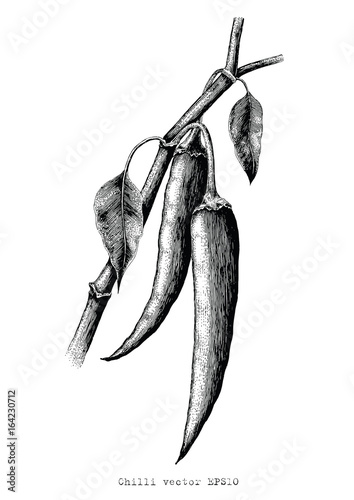Chilli hand drawing engraving illustration black and white clipart
