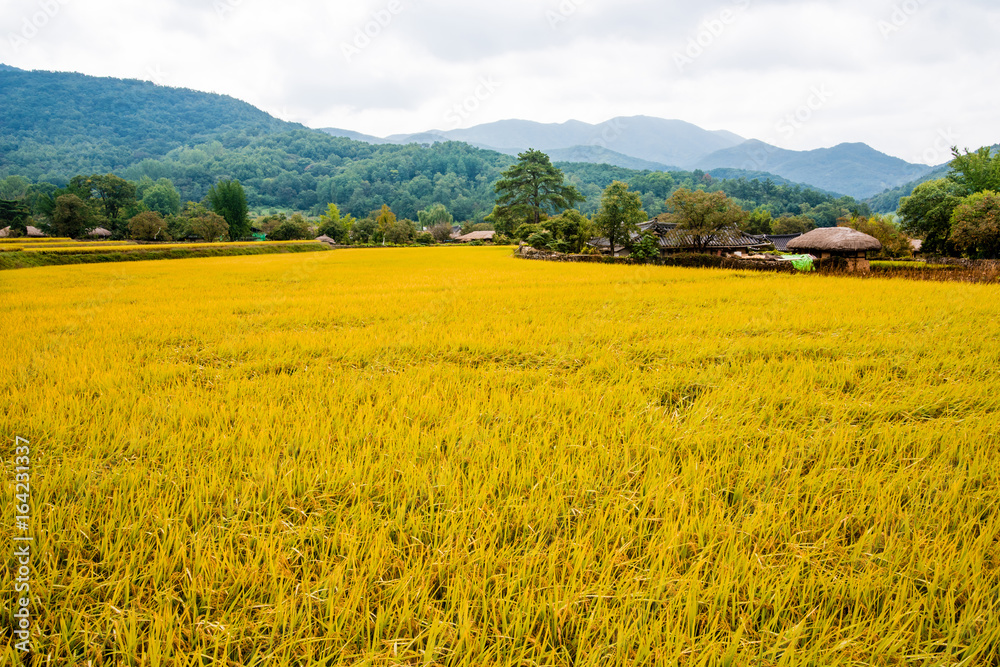 South Korea. Traditional farm village in Asan Oham folk village. The autumn rice ripen in yellow.