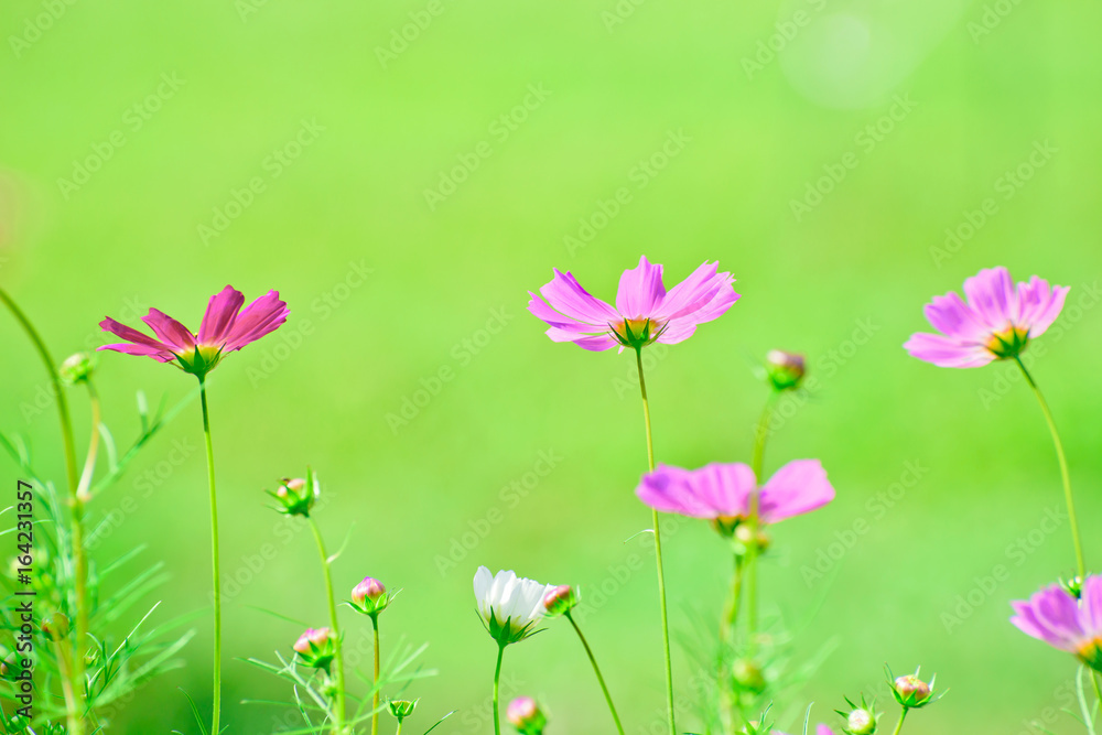 Beautifully blooming cosmos flowers in autumn. Beautifully blooming cosmos flowers in autumn.