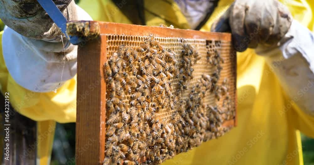 The beekeeper looks after bees, honeycombs, a lot of honey, in a protective beekeeper's beast. Concept: bee hive, pure natural product, useful product, yellow golden honey, swarm of bees, hardworking. The beekeeper looks after bees, honeycombs, a lot of honey, in a protective beekeeper's beast. Concept: bee hive, pure natural product, useful product, yellow golden honey, swarm of bees, hardworking.
