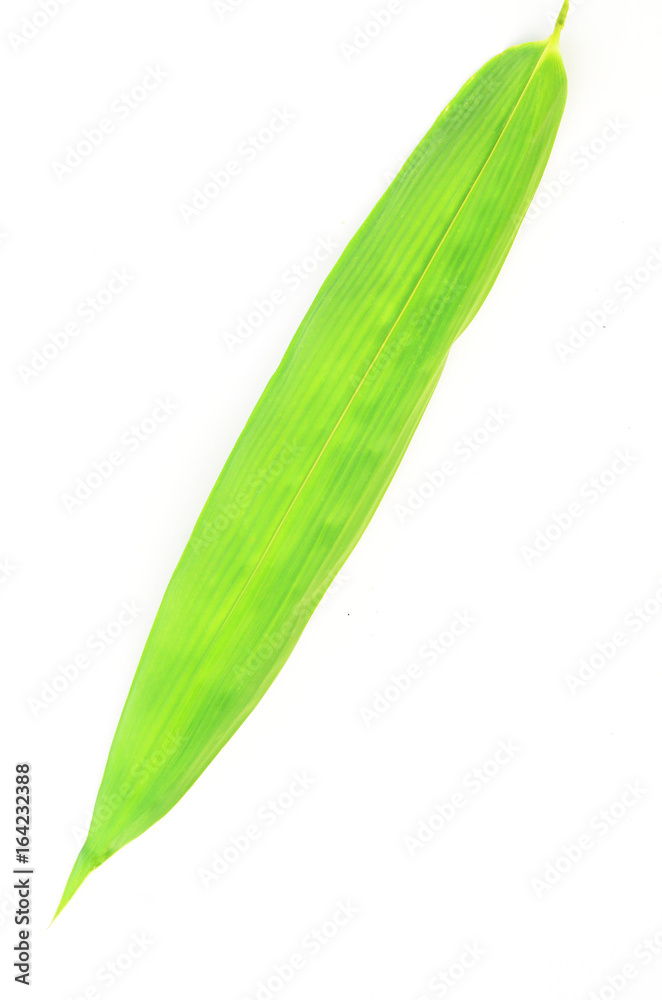 bamboo leaves on White background texture.beautiful surface bamboo leaves on White background texture.beautiful surface
