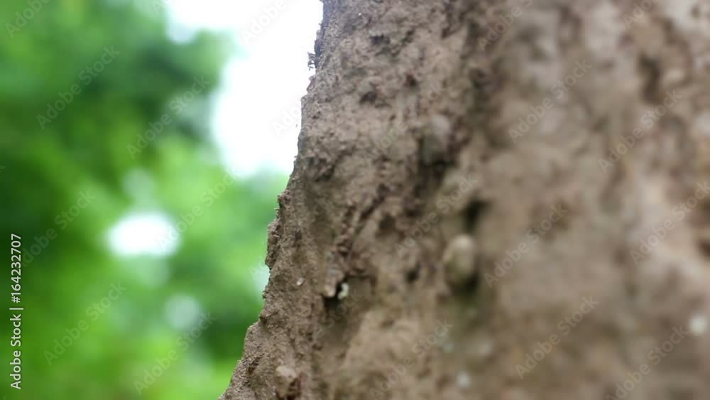 Ants marching up and down a tall rock with bokeh leaves in distance Ants marching up and down a tall rock with bokeh leaves in distance