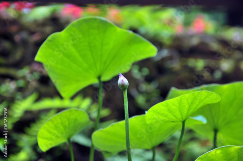 leaves of a plant