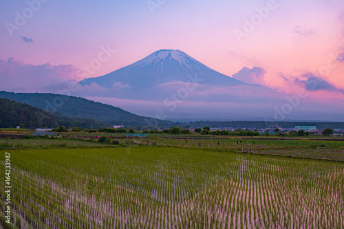富士山と水田